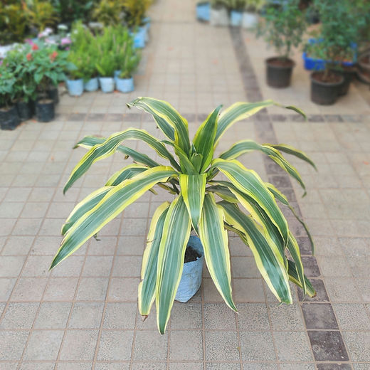 Dracena - Victoria 6" Bag/Pot