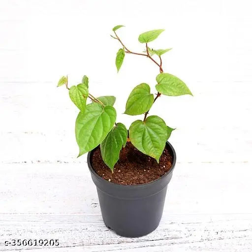 Betel Leaf(Pan) 6" Pot