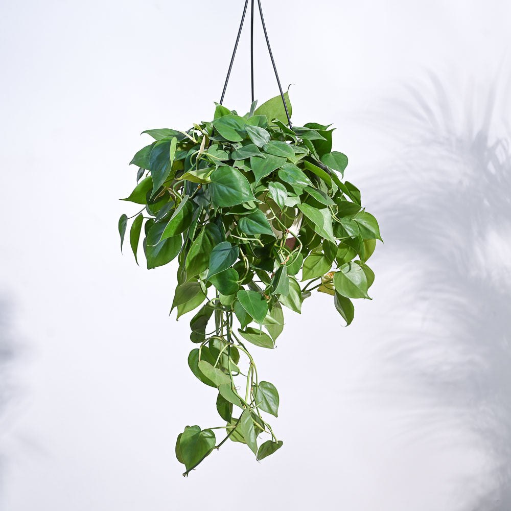 Oxycardium Green Hanging 8" Pot