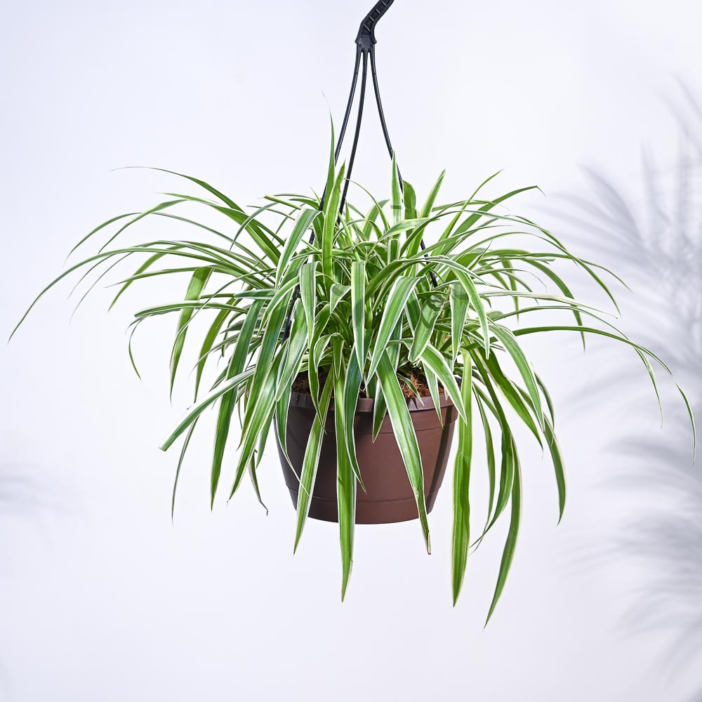 Spider Plant 8" Hanging