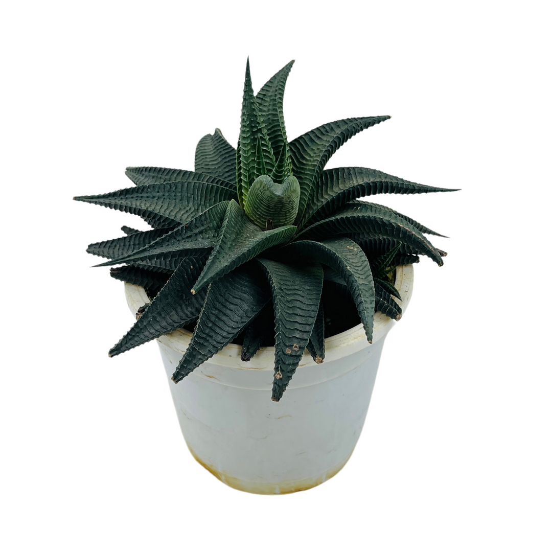 Haworthia Limifolia 4" White Pot