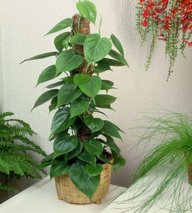 Philodendron Oxycardium Green 10"black Pot With 3 Feet Moss Stick