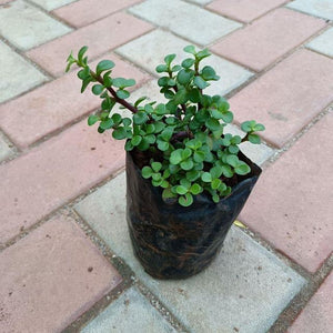 Jade Plant 4" Bag