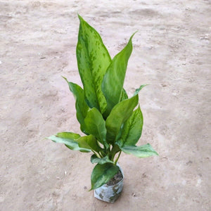 Aglaonema Chinese Evergreen Silver Queen 6" Bag