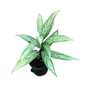 Aglaonema Silver Queen (Chinese Evergreen) 7 Inch Bag