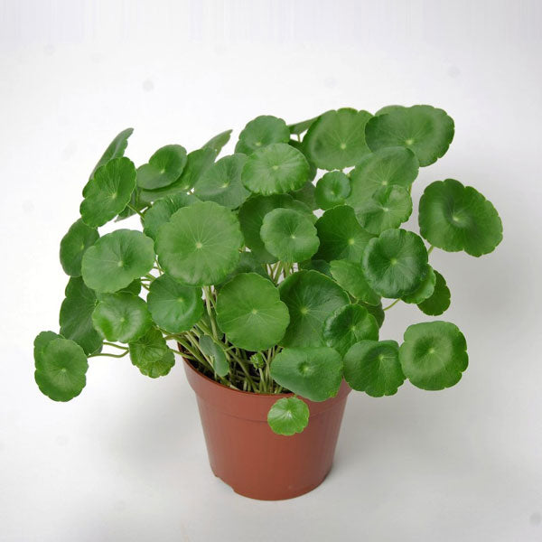 Hydrocotyle vulgaris, the marsh pennywort, common pennywort, water naval, money plant, lucky plant, dollarweed or copper coin, 6" Pot