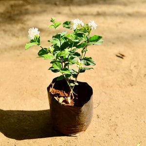 Arabian Jasmine Mogra Double Flower 6" Bag