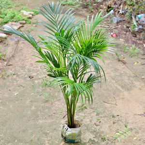 Areca Palm Air Purifier 7"Bag 3-4 Ft.