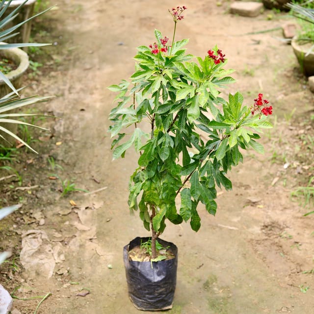 English Jatropha 7"Bag 2 Ft.