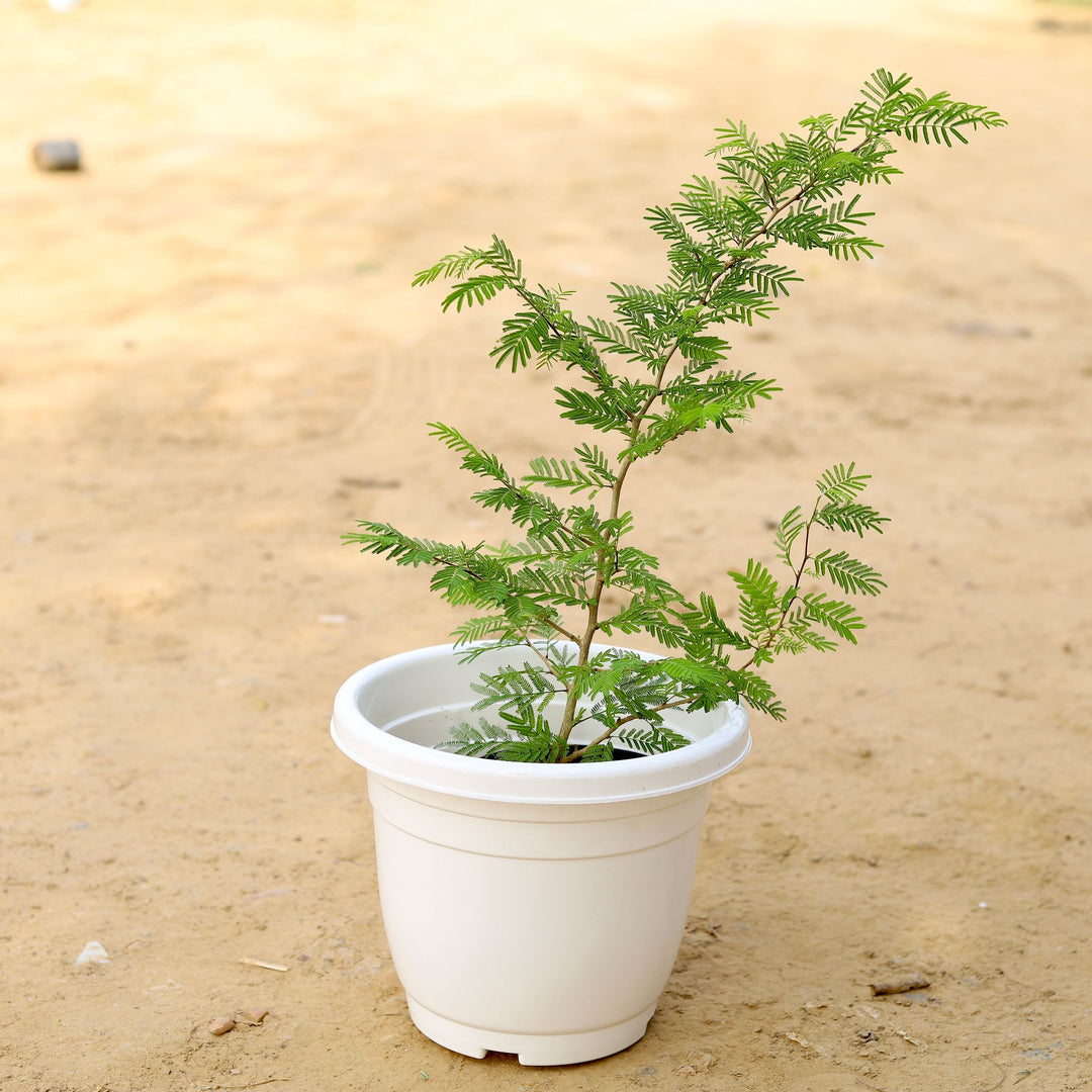 Shami Plant 10" White Pot