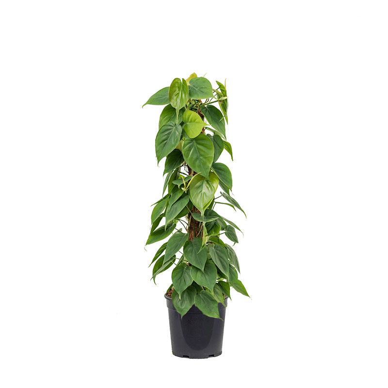 Oxycardium philodendron 10" Pot With 3Ft. Moss Stick