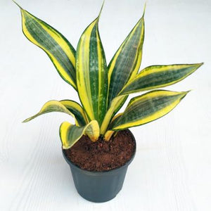 Sansevieria (Snake Plant) Trifasciata Ghost Plant 6" Pot