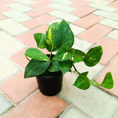 Green Money Plant 4" Pot