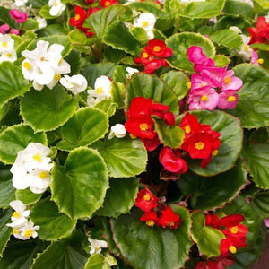 Begonia Plant Any Color 4"Bag