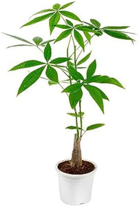 Pachira Money Tree Plant 5" Ceramic Pot