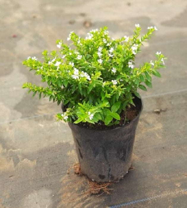 Cuphea White 7" Nursery Pot/Bag