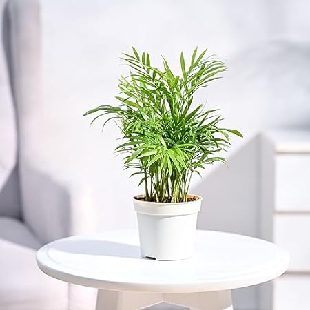 Chamaedorea Palm 5-6" White Pot