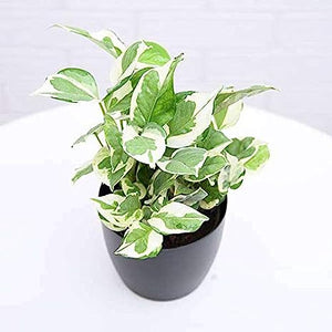 Marble Money Plant 5-6" black Pot