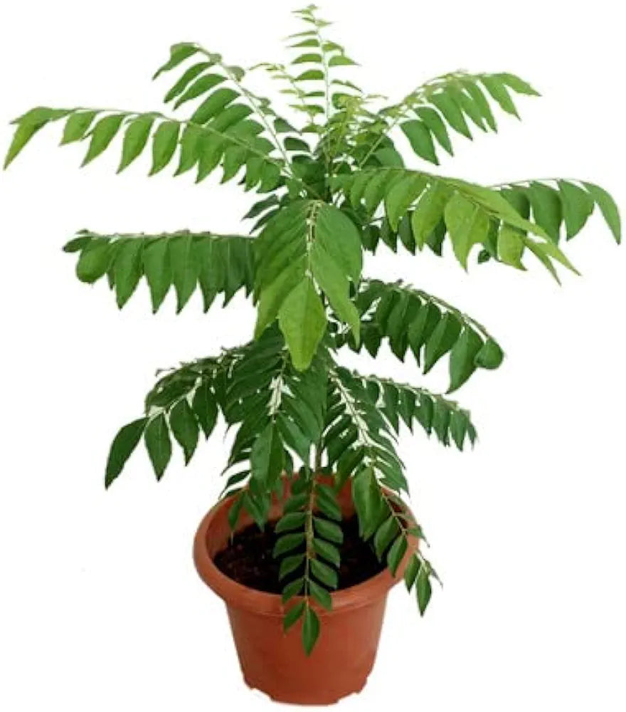 Kadi Patta/Sweet Neem (Curry patta plant) Medicinal Live Plant (Home & Garden) 10"Black Pot