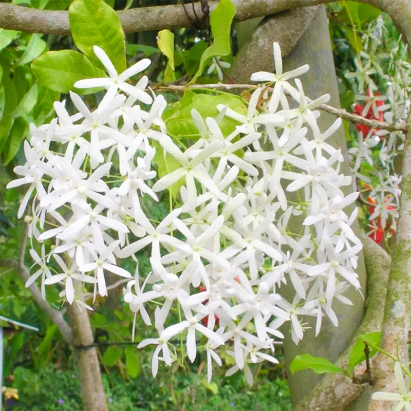 White Petrea Volubilis Plant (Nilmoni Lata) , Sandpaper vine 12" Pot 4-5 ft