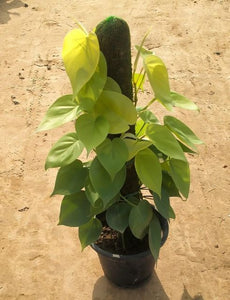 Philodendron Oxycardium Golden 10" Black Pot with 3 Feet Moss Stick