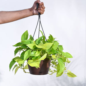 Golden Money Plant 8" Hanging Pot