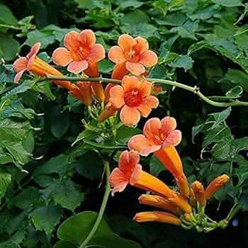 Chinese Trumpet Vine 7" Bag