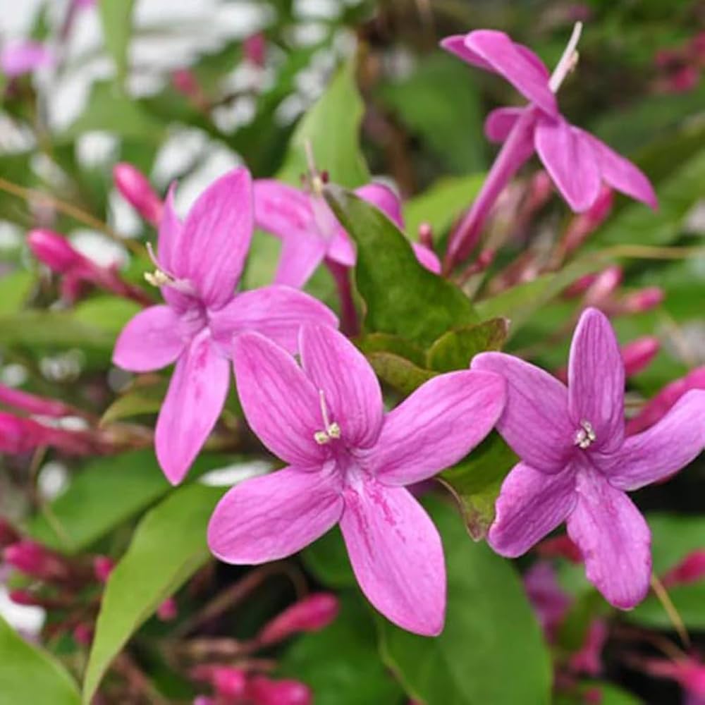 Purple Tagar/Crape Jasmine/Nil Tagar/Eranthemum 8" Pot