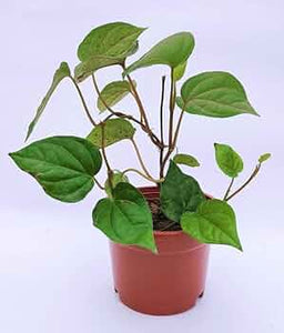 Betel Leaf(Pan) 6" Pot