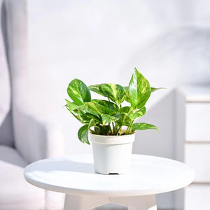 Green Money Plant 5-6" White Pot