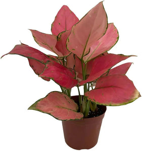 Pink Ruby Aglaonema 6"Pot White