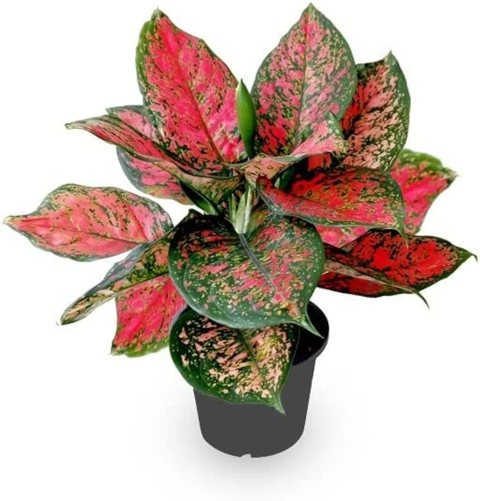 Aglaonema Red Valentine Indoor Evergreen Healthy Live plant With Black 6" Plastic Pot