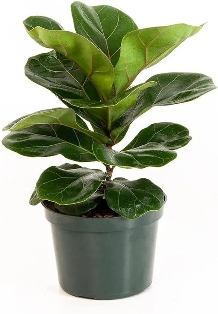 Fiddle leaf(Ficus Lyrata) Plant 6" Pot 1 Ft.