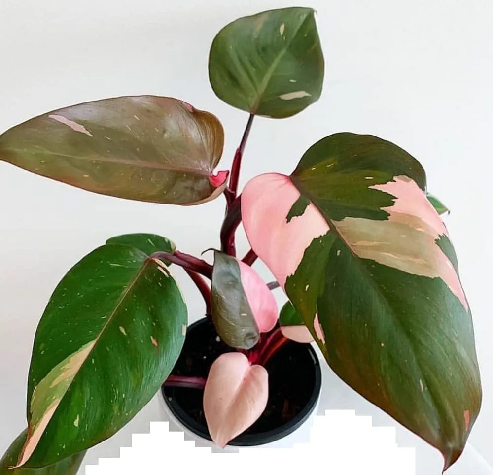 Philodendron pink princess Plant 8" Pot