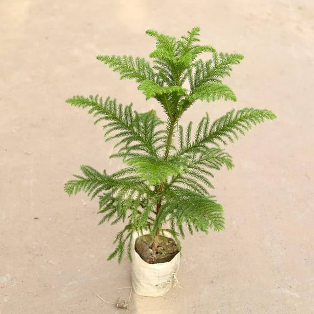 Araucaria/Christmas Tree (~ 1.5 Ft) in 7" Nursery Bag