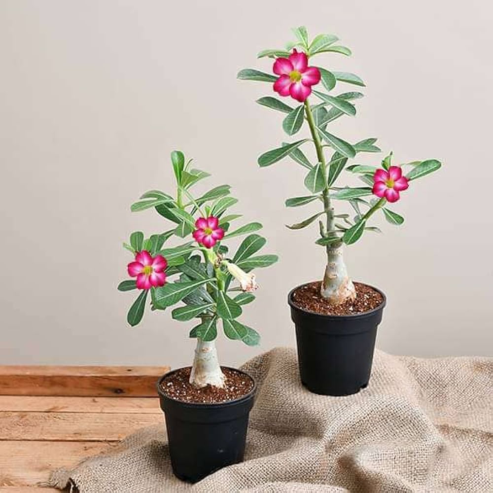 Adenium(Single Plant) 6" Pot 1 Ft.