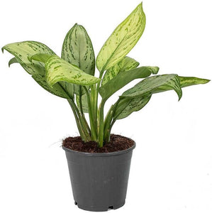 Aglaonema Silver Queen 8"Pot