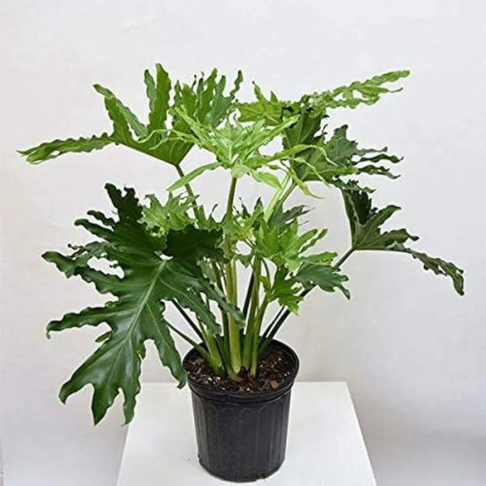 Philodendron Xanadu Big Leaves 8" Pot