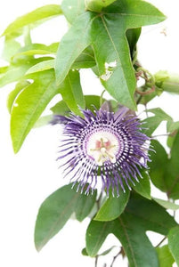 Rakhi Bel,Passion Flower, Krishan Kamal Plant 8"Pot