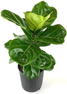 Fiddle leaf(Ficus Lyrata) Plant 12" Pot 2-3 Ft.