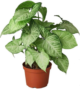 Syngonium Plant 6" Nursery Pot, Big Leaves