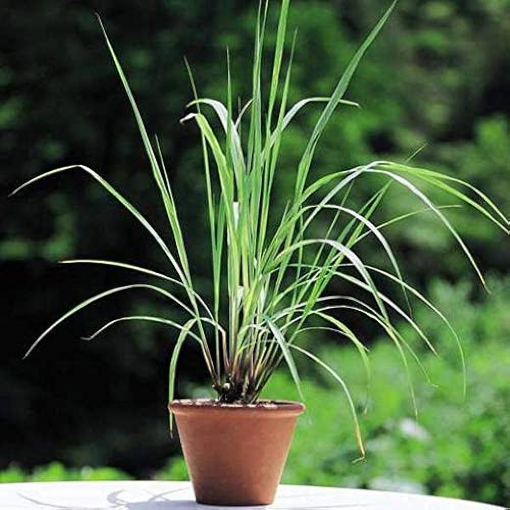 Lemongrass 10" Mitti Pot