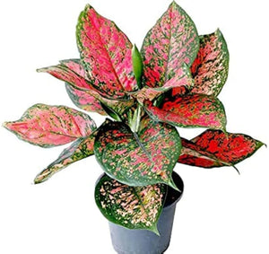 Aglaonema Red Valentine Indoor Evergreen Healthy Live plant With Black 6" Plastic Pot