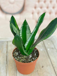 Sansevieria Silver Flame (Whitney)-5"Pot