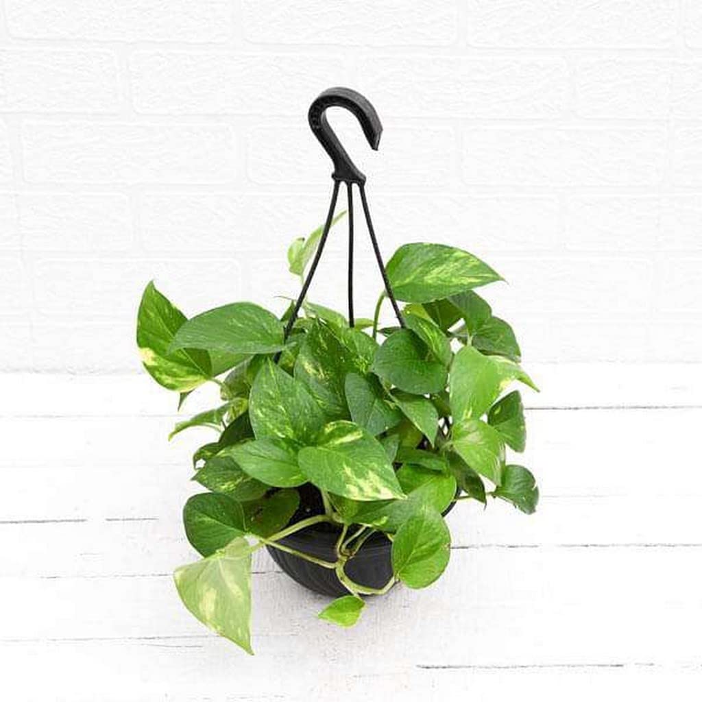 Green Money Plant 8" Pot