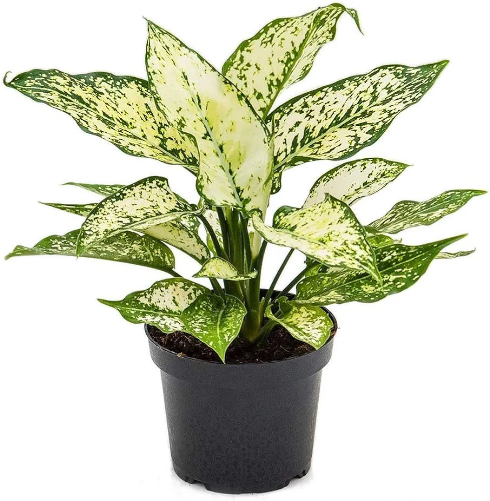 Aglaonema Snow White 7" bag/Pot