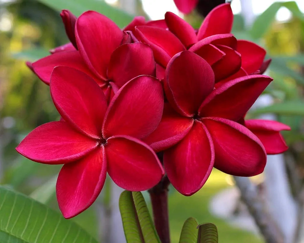 Plumeria,Champa (Red) 6"Bag 2.5-3 Ft.