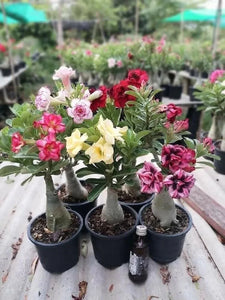 Desert Rose Adenium (Any 1 Colour) Hybrid 6" Pot