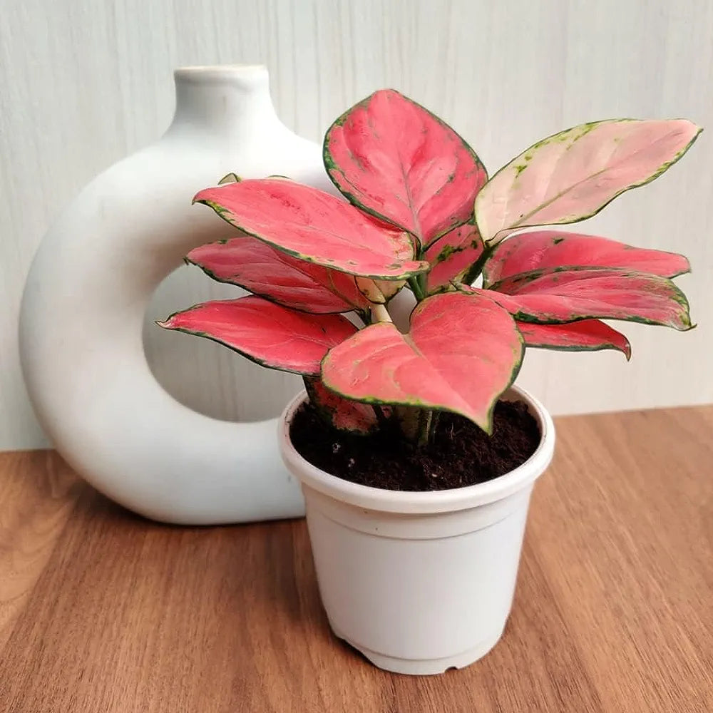 Pink Ruby Aglaonema 6"Pot White