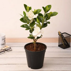 Gandhraj Gardenia Fragrant Flower Plant 7" Pot/Bag